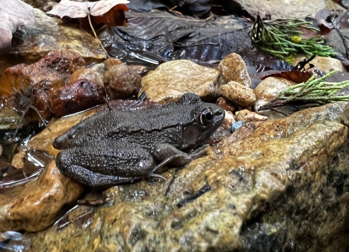 Green Frog